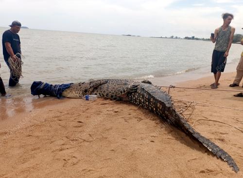 BUAYA TEMBAGA
