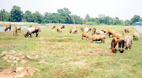 MK01_18032016_LEMBU_RAGUT
