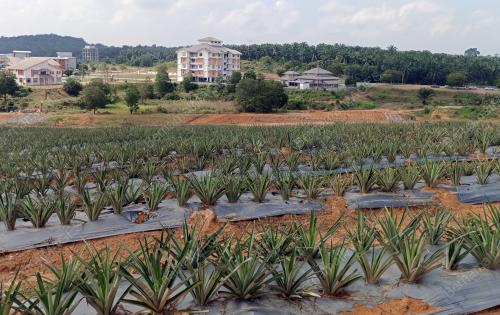 LADANG NANAS