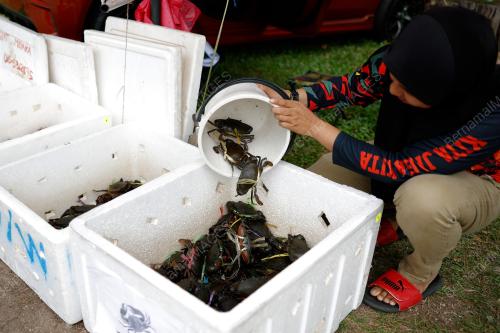 KETAM NIPAH