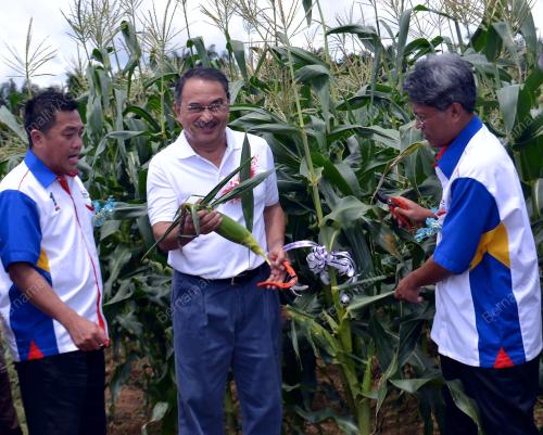 MK01_21102012_ALI_JAGUNG