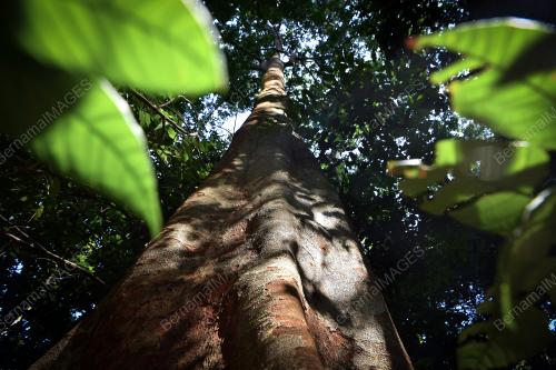 MK01_23082019_POKOK_MERBAU
