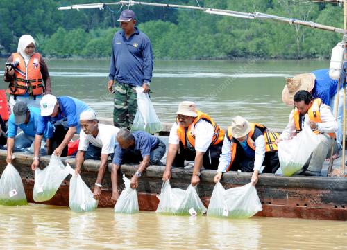 MK01_23102012_BENIH_UDANG