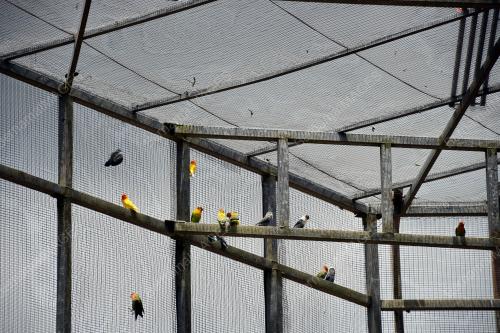 BURUNG CINTA