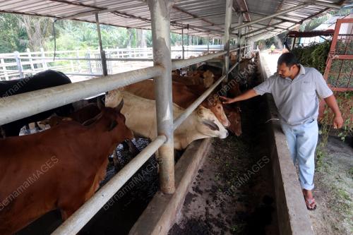 MK01_29092019_LEMBU_BN201909282613