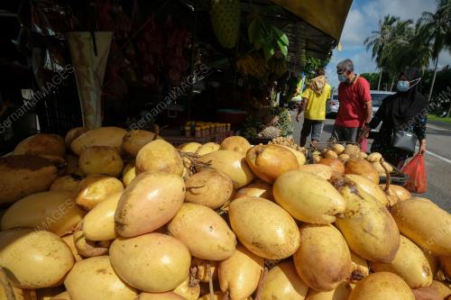 BUAH BINJAI