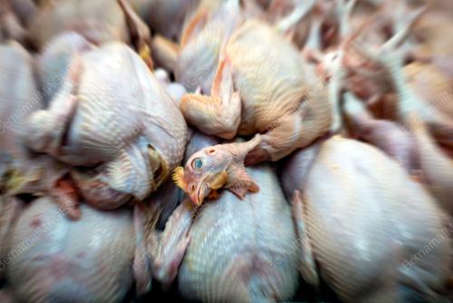 AYAM MENTAH