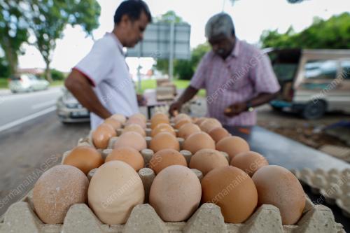 PENIAGA TELUR AYAM