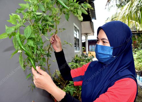 MK02_06122021_MINI_KEBUN