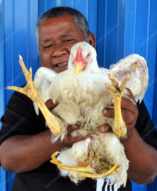 MK02_07012014_AYAM_4_KAKI