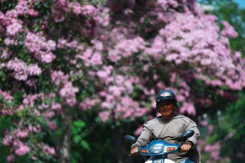 BUNGA SAKURA MALAYSIA