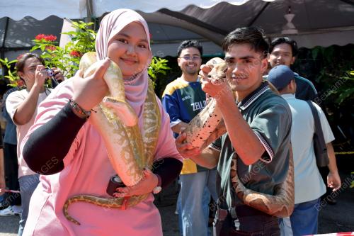 ULAR SAWA