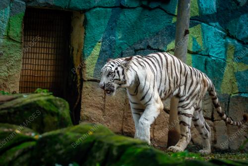 HARIMAU BENGAL PUTIH