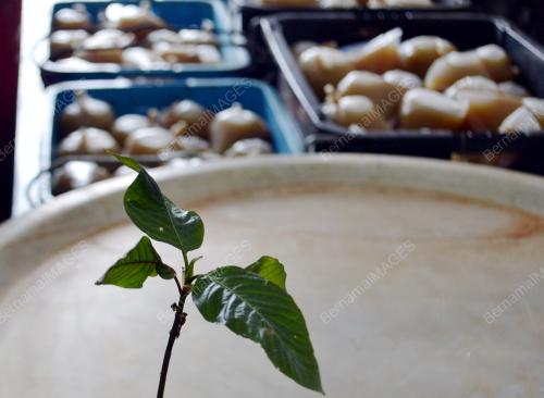 MK02_09012013_DAUN_KETUM