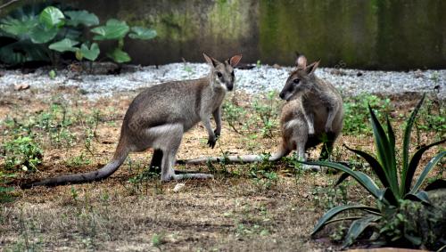 ZOO_MELAKA