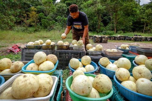 PENIAGA BUAH