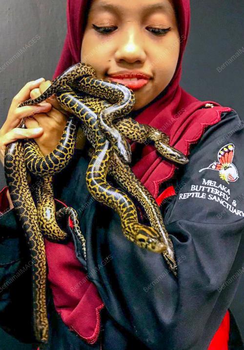 ANAK ULAR ANAKONDA