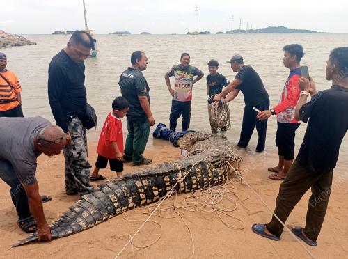 BUAYA TEMBAGA