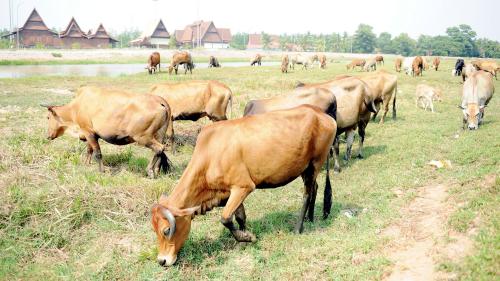 MK02_18032016_RAGUT_LEMBU