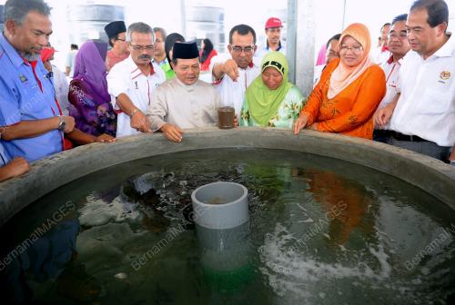 MK02_20042012_IKAN_SIAKAP