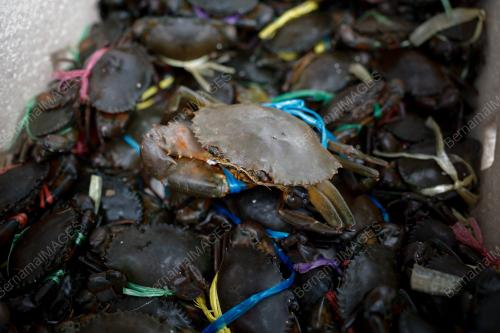 KETAM NIPAH