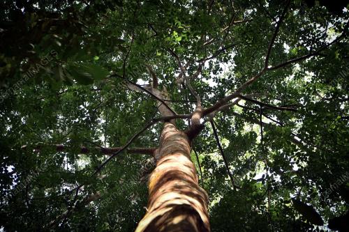 MK02_23082019_POKOK_MERBAU