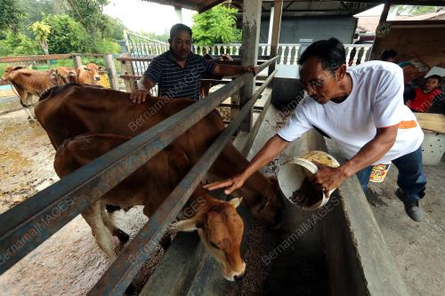 MK02_29092019_LEMBU_BN201909282613