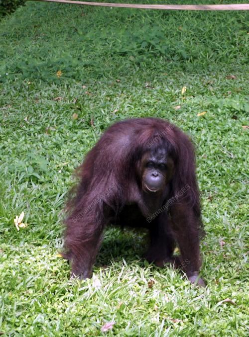 ORANG UTAN