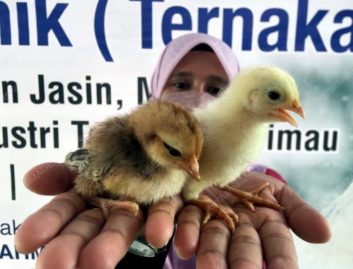 JABATAN PERKHIDMATAN VETERINAR