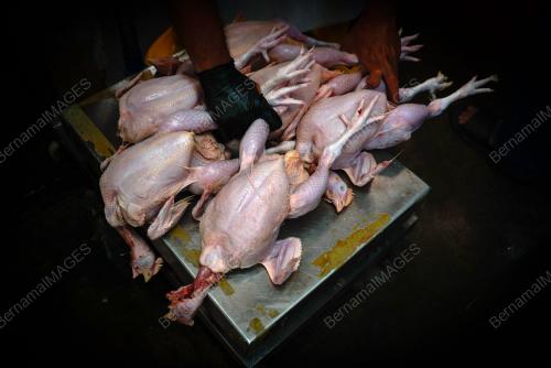 AYAM MENTAH