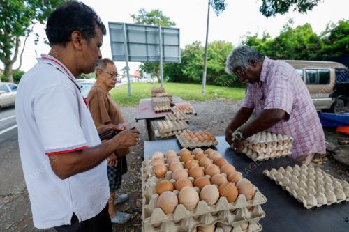 PENIAGA TELUR AYAM