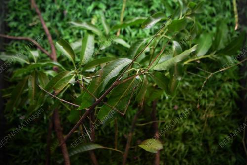TAMAN RAMA-RAMA DAN REPTILIA