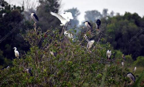 BIRD WATCHING