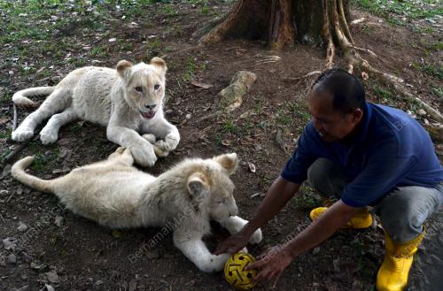 MK03_06102015_SINGA_PUTIH
