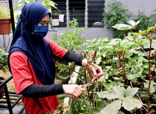 MK03_06122021_MINI_KEBUN