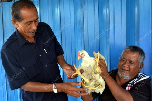 MK03_07012014_KAKI_AYAM