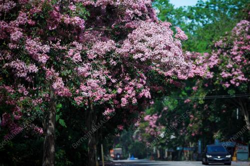 BUNGA SAKURA MALAYSIA