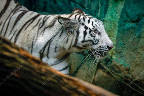 HARIMAU BENGAL PUTIH