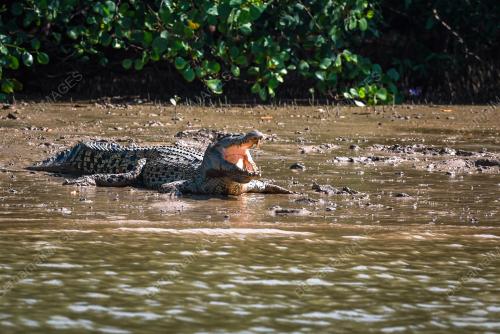 BUAYA SUNGAI LINGGI