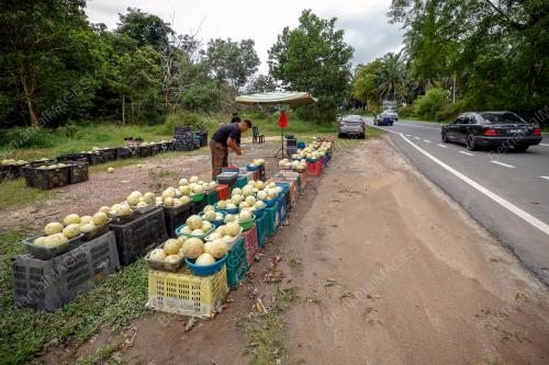 PENIAGA BUAH