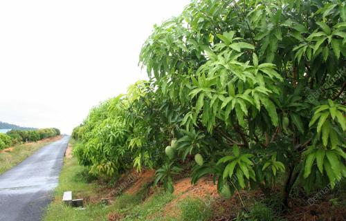 TAMAN BUAH TROPIKA SELANDAR