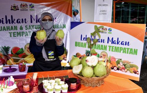 JAMBU BATU LOHAN