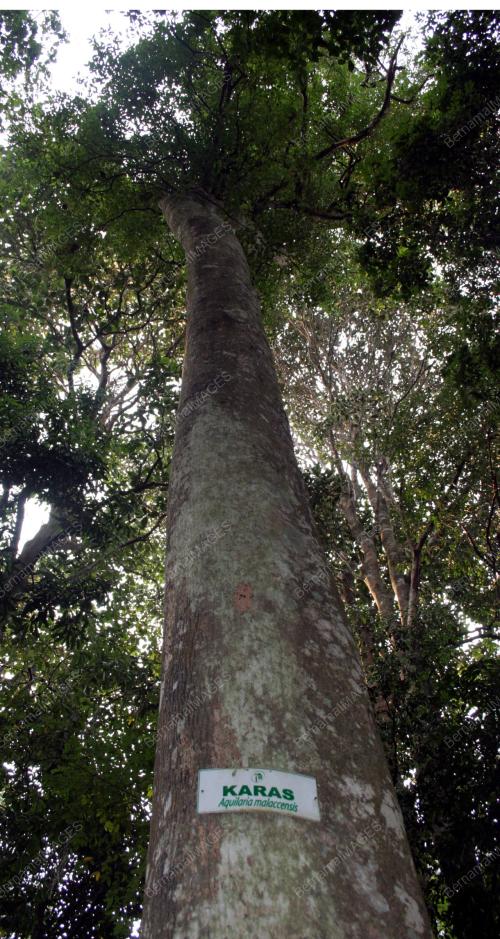 AQUILARIA MALACCENSIS ATAU KARAS
