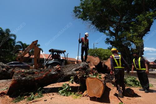 POKOK IKONIK MELAKA TUMBANG