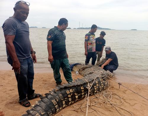 BUAYA TEMBAGA
