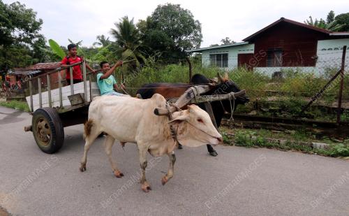 MK03_17082017_KERETA_LEMBU