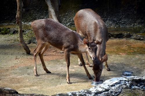 SAMBUTAN ZOONOSIS