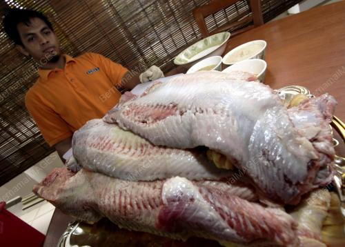 TUAH SATE IKAN