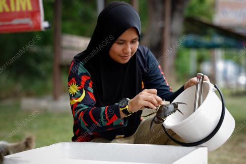 KETAM NIPAH