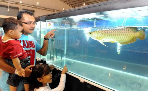 MK03_21112013_IKAN_HIASAN-3
